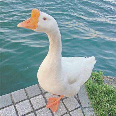 金沙集团1862cc成色产品